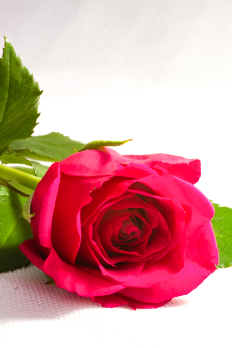 Rose Product