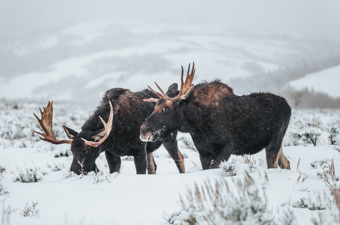 Two bull moose I saw along the side of the road new Kelly, Wyoming.
